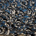 Eurasian Oystercatcher