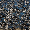 Eurasian Oystercatcher