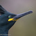 European Shag