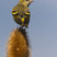 Eurasian Siskin