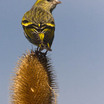 Eurasian Siskin