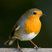 European Robin