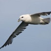 Northern Fulmar