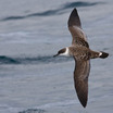 Greater Shearwater