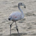 Greater Flamingo