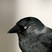 Eurasian Jackdaw