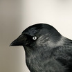 Eurasian Jackdaw