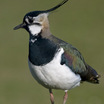 Northern Lapwing