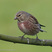 Eurasian Linnet