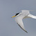 Little Tern