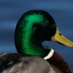 Mallard