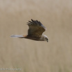 Western Marsh-Harrier