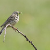 Meadow Pipit