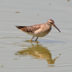 Stilt Sandpiper