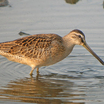 Short-billed Dowitcher