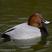 Common Pochard