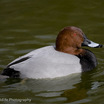 Common Pochard