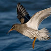 Purple Sandpiper