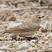 Red-capped Lark