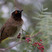 Red-eyed Bulbul Red-eyed Bulbul