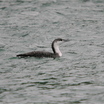 Red-throated Loon
