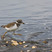 Common Ringed Plover
