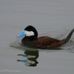 Ruddy Duck