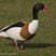 Common Shelduck