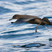 Sooty Shearwater