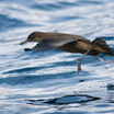 Sooty Shearwater