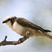 White-crowned Shrike