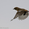 European Stonechat