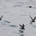 European Storm-Petrel