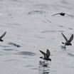 European Storm-Petrel