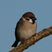 Eurasian Tree Sparrow