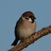 Eurasian Tree Sparrow