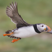 Horned Puffin