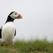 Atlantic Puffin