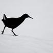 Water Rail