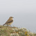 Northern Wheatear