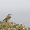 Northern Wheatear