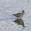 Whimbrel