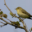 Willow Warbler