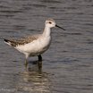 Wilson's Phalarope