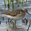 Wood Sandpiper