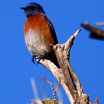 Western Bluebird