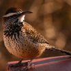 Cactus Wren