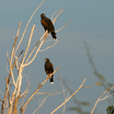 Harris's Hawk