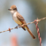 Ash-throated Flycatcher