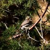 Northern Pygmy-Owl